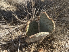 Opuntia basilaris basilaris