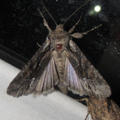 Lacinipolia acutipennis