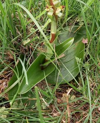 Satyrium parviflorum