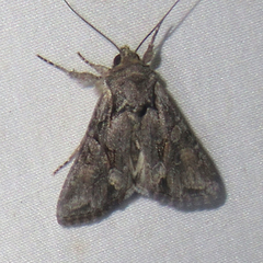 Lacinipolia acutipennis