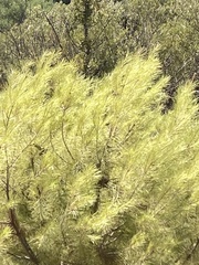Pinus halepensis