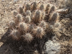 Echinocereus engelmannii engelmannii