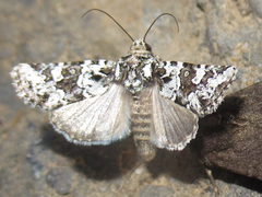 Lacinipolia strigicollis