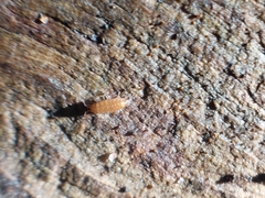 Trichoniscus pusillus