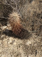 Echinocereus engelmannii engelmannii