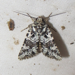 Lacinipolia strigicollis