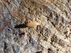 Trichoniscus pusillus