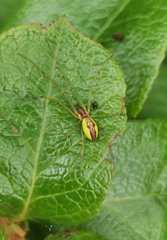 Leucognatha acoreensis