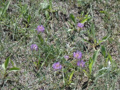 Astragalus laxmannii
