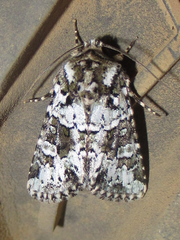 Lacinipolia strigicollis