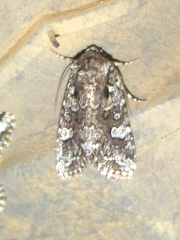 Lacinipolia strigicollis