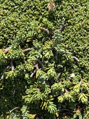 Thymelaea dioica