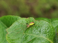 Leucognatha acoreensis