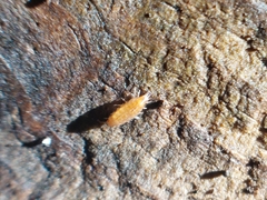 Trichoniscus pusillus