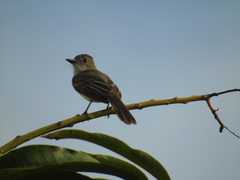 Myiarchus ferox