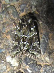 Lacinipolia strigicollis