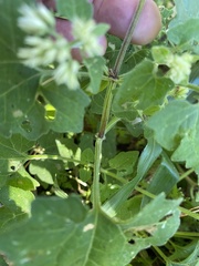 Mikania cordifolia