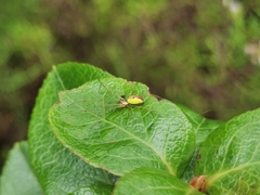 Leucognatha acoreensis