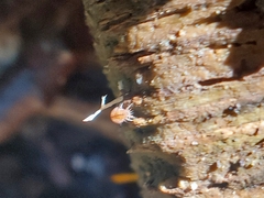 Trichoniscus pusillus