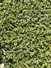 Thymelaea dioica