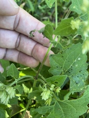 Mikania cordifolia