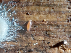 Trichoniscus pusillus