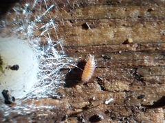 Trichoniscus pusillus