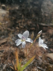 Tritonia pallida