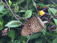 Euploea mulciber mulciber