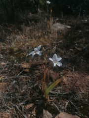 Tritonia pallida
