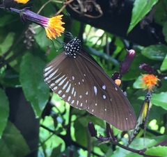 Euploea doubledayi evalida
