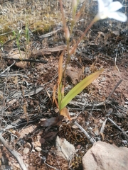 Tritonia pallida