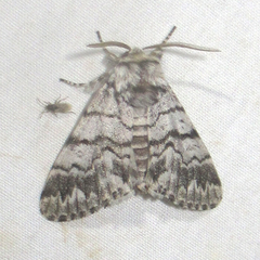 Panthea virginarius