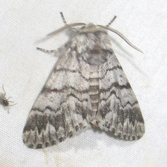 Panthea virginarius