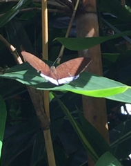 Tanaecia julii bougainvillei