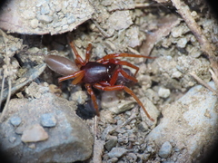 Dysdera