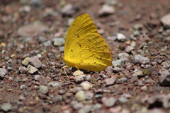 Phoebis philea philea