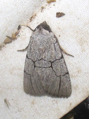 Sympistis ragani