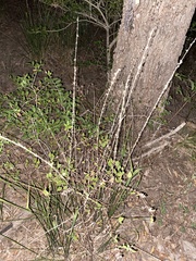 Chasmanthium sessiliflorum