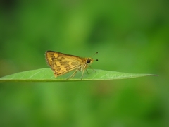 Taractrocera ceramas