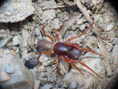 Dysdera