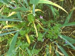 Erodium cicutarium cicutarium