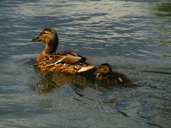 Anas platyrhynchos