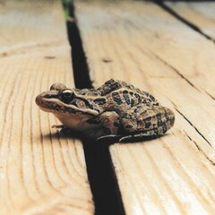 Lithobates palustris