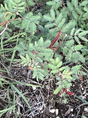 Desmanthus velutinus