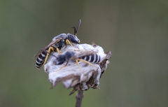 Halictus fulvipes