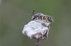 Halictus fulvipes
