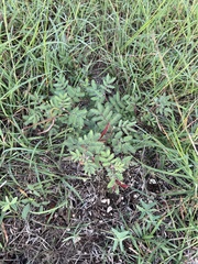 Desmanthus velutinus