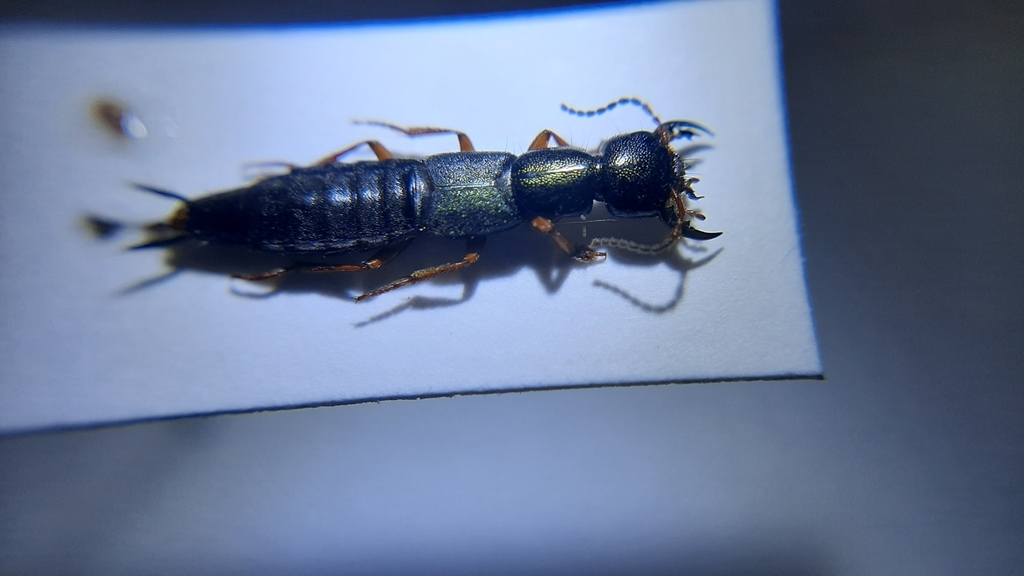 Tasgius falcifer