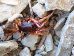 Dysdera